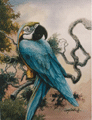 Macaw